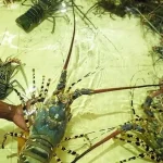 Budidaya Lobster Air Tawar untuk Pemula