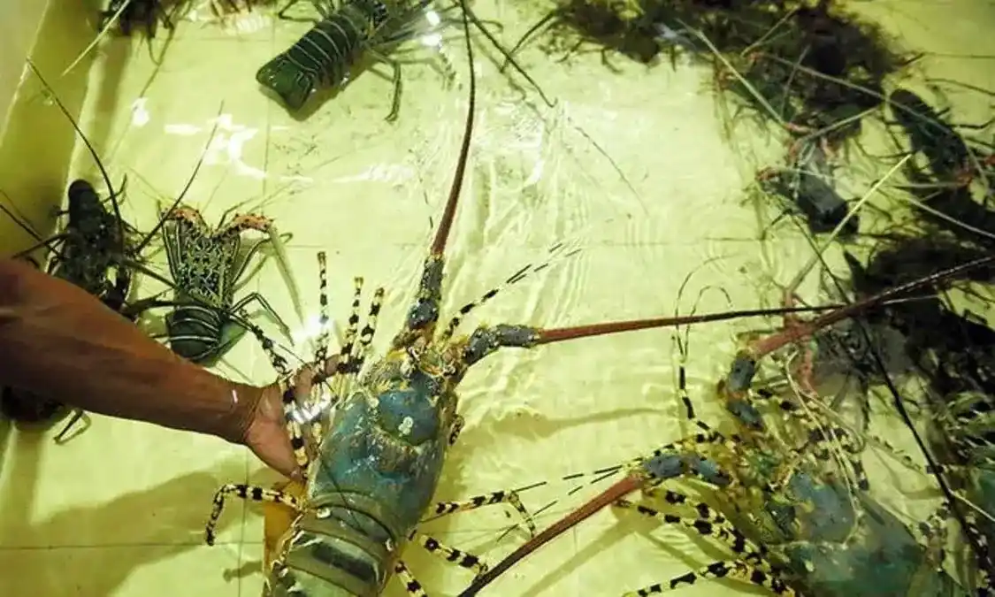 Budidaya Lobster Air Tawar untuk Pemula