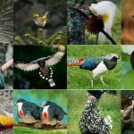 Jenis-Jenis Burung yang Berasal dari Indonesia