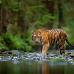 Jenis-Jenis Harimau yang Ada di Indonesia Beserta Habitatnya