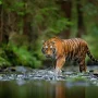 Jenis-Jenis Harimau yang Ada di Indonesia Beserta Habitatnya