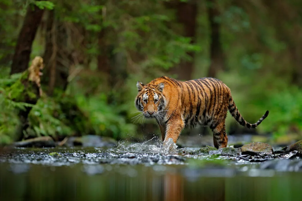 Jenis-Jenis Harimau yang Ada di Indonesia Beserta Habitatnya