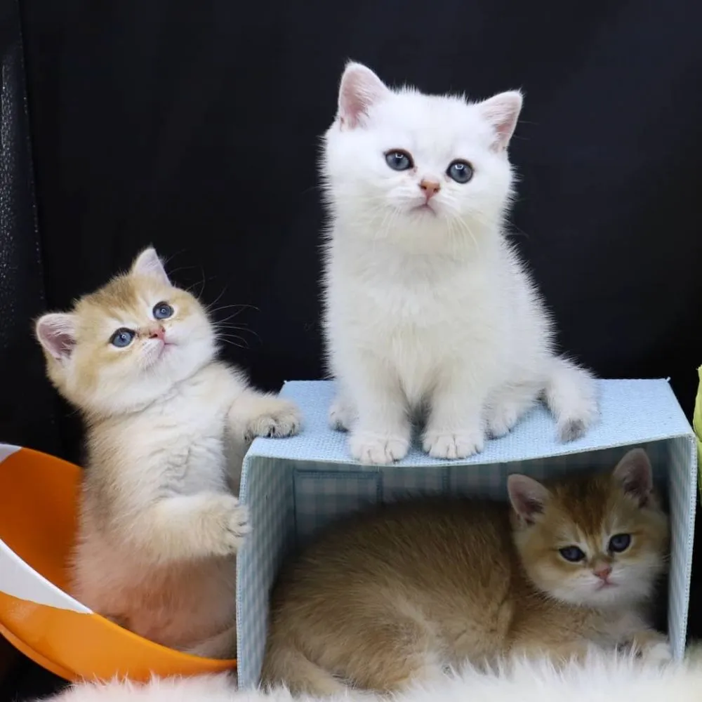 Jenis-Jenis Kucing Ras yang Paling Cantik