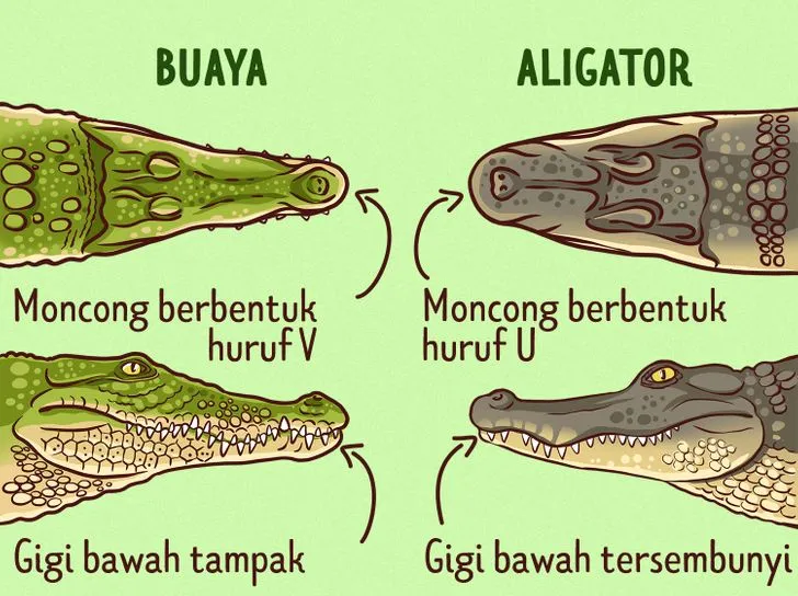 Perbedaan Buaya dan Aligator, Berikut Penjelasannya