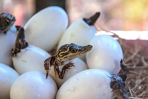 Reproduksi Hewan Reptil: Cara Berkembang Biak Reptil