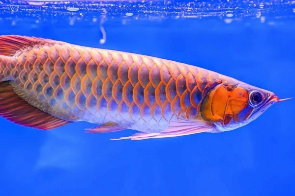 Tips Merawat Arwana Ikan yang Disebut Pembawa Keberuntungan