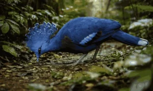 Burung Mambruk, Merpati Bermahkota dari Papua yang Menjadi Raksasa di Keluarganya_11zon Burung Mambruk, Merpati Bermahkota dari Papua yang Menjadi Raksasa di Keluarganya