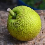 Manfaat Buah Sukun