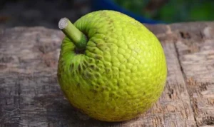 Manfaat Buah Sukun Manfaat Buah Sukun