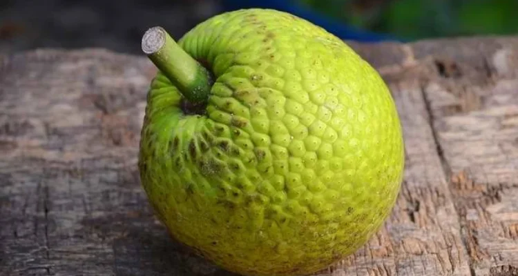 Manfaat Buah Sukun